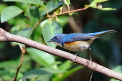 今季初撮りのルリビタキ