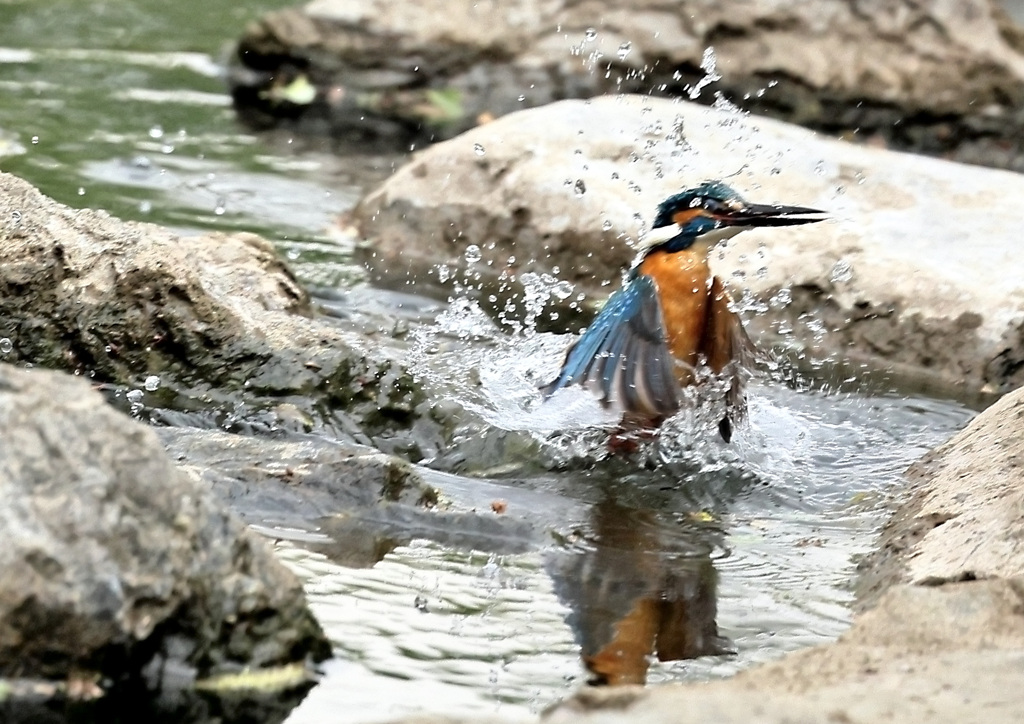 遠征カワセミ（３）