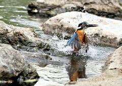 遠征カワセミ（３）