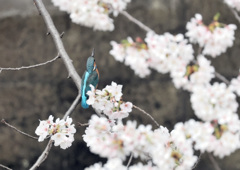 桜カワセミ