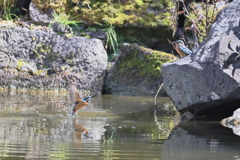 給餌用の魚ゲット（できなかった）