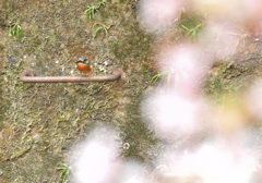 無理やり桜カワセミ