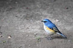 久しぶりの鬼ごっこ