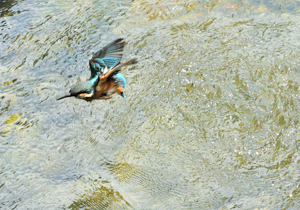 2番子の飛び込み（3）