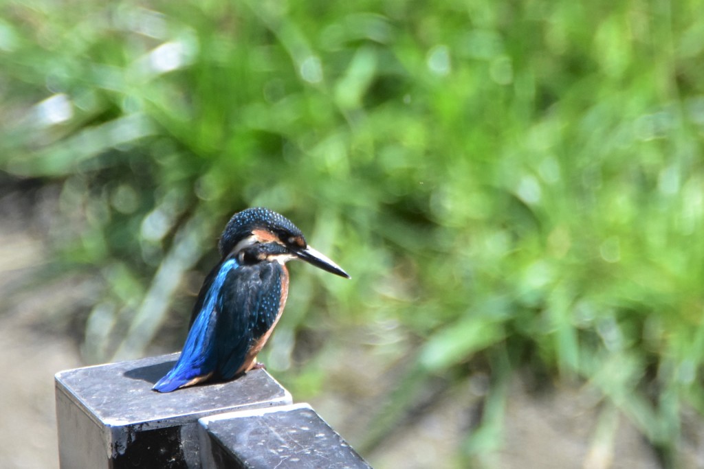 グリーンカワセミ