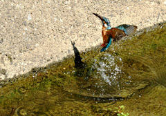 小さいけど捕ったぞ