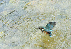 2番子の飛び込み（2）