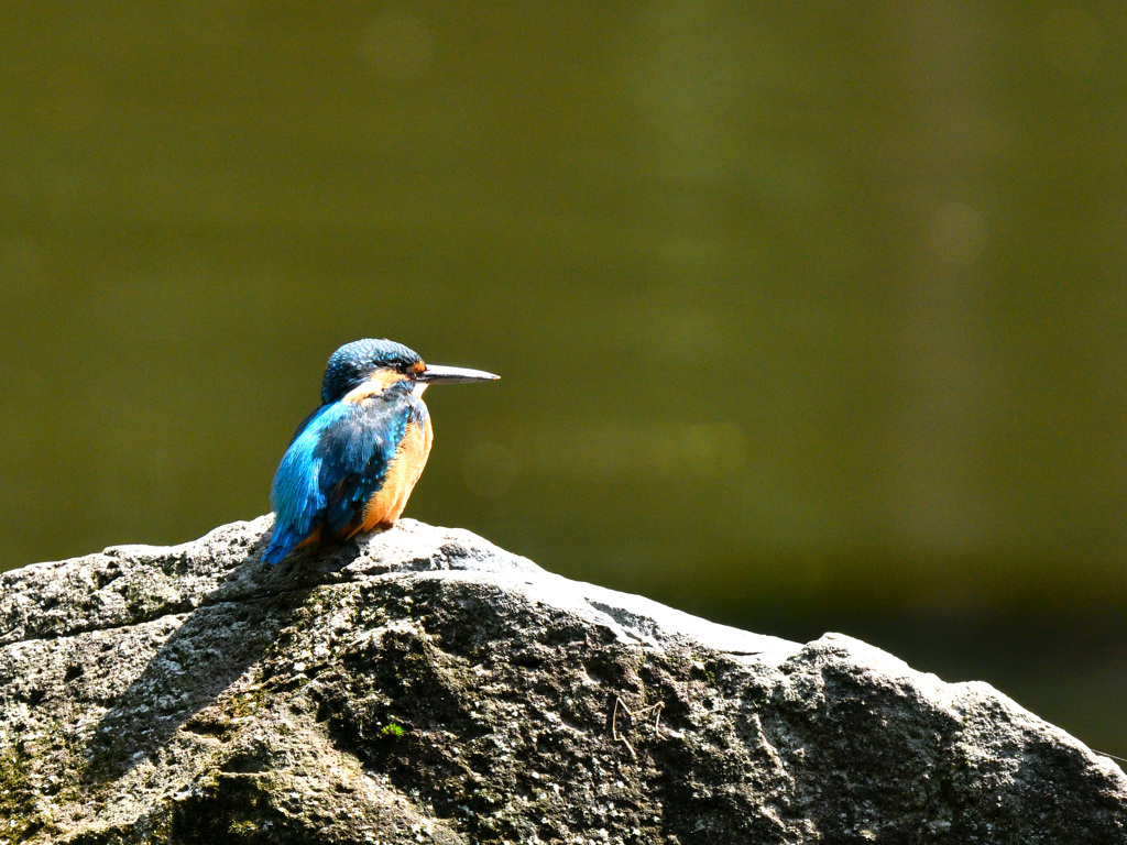今日は涼しいな