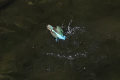 水浴び（１）