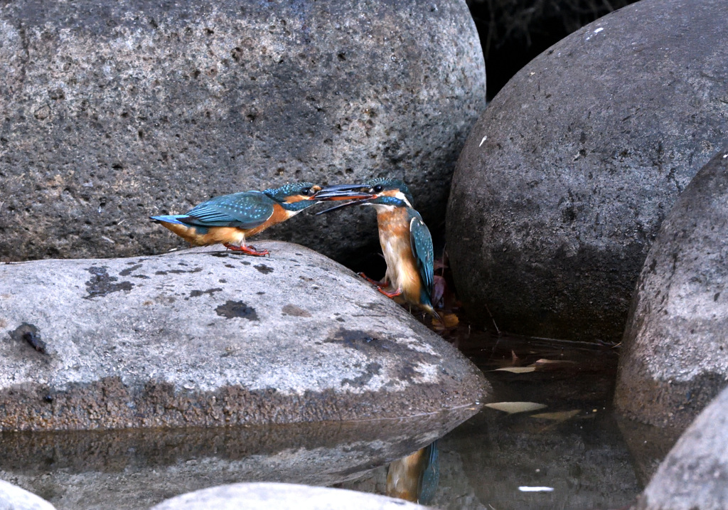 （2）バトル開始