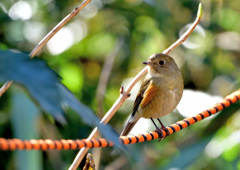 ルリビタキ♀