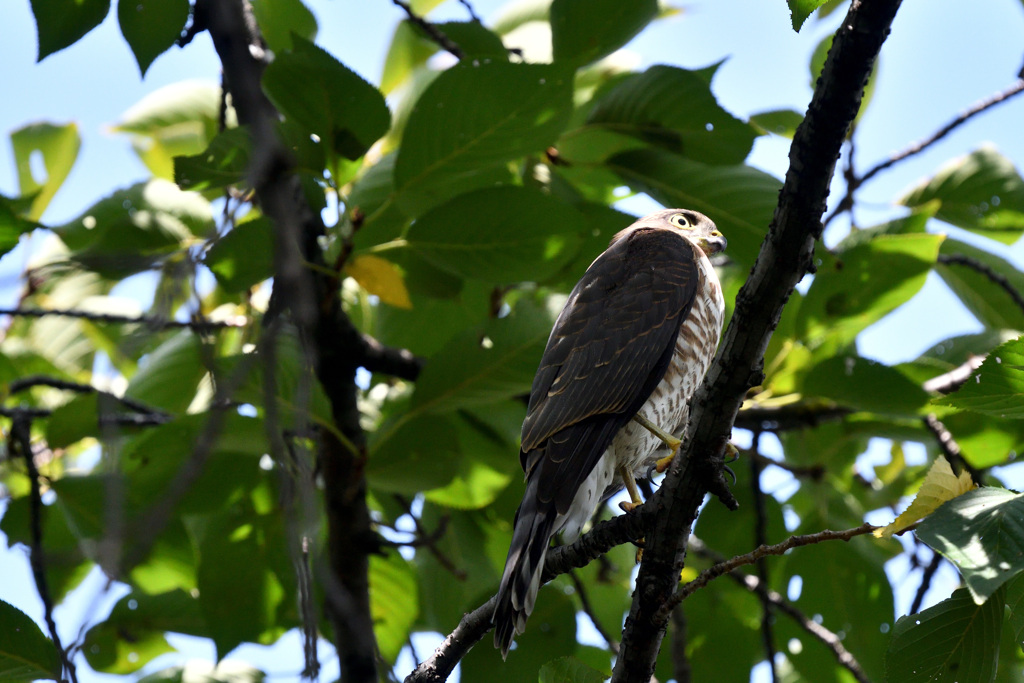ツミの巣立ち（行かなきゃ、でも怖いな）