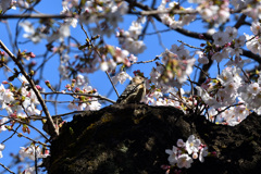桜コゲラ