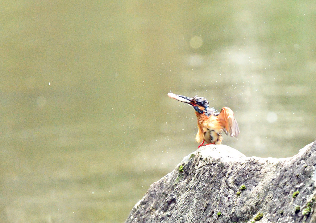またでかいの捕ったぞ