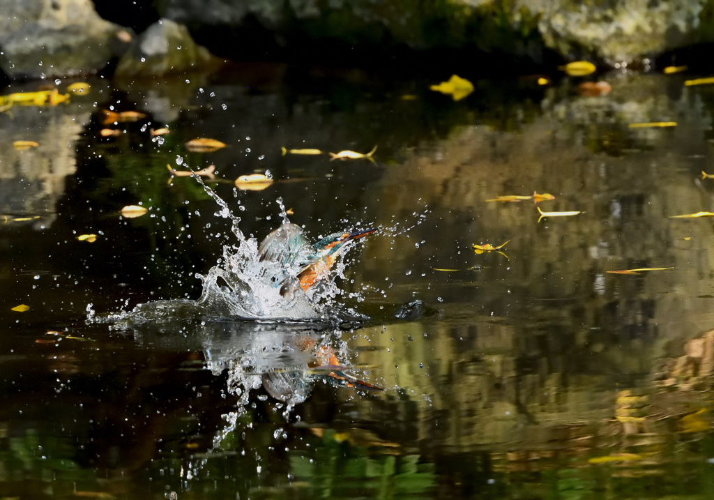 久しぶりの飛び出しカワセミ