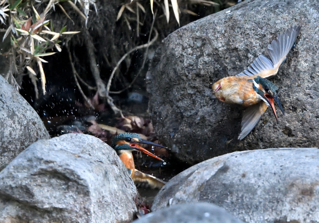 （４）オスの敗退