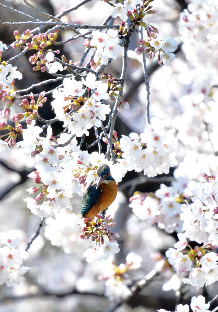 再び桜カワセミ