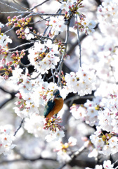 再び桜カワセミ