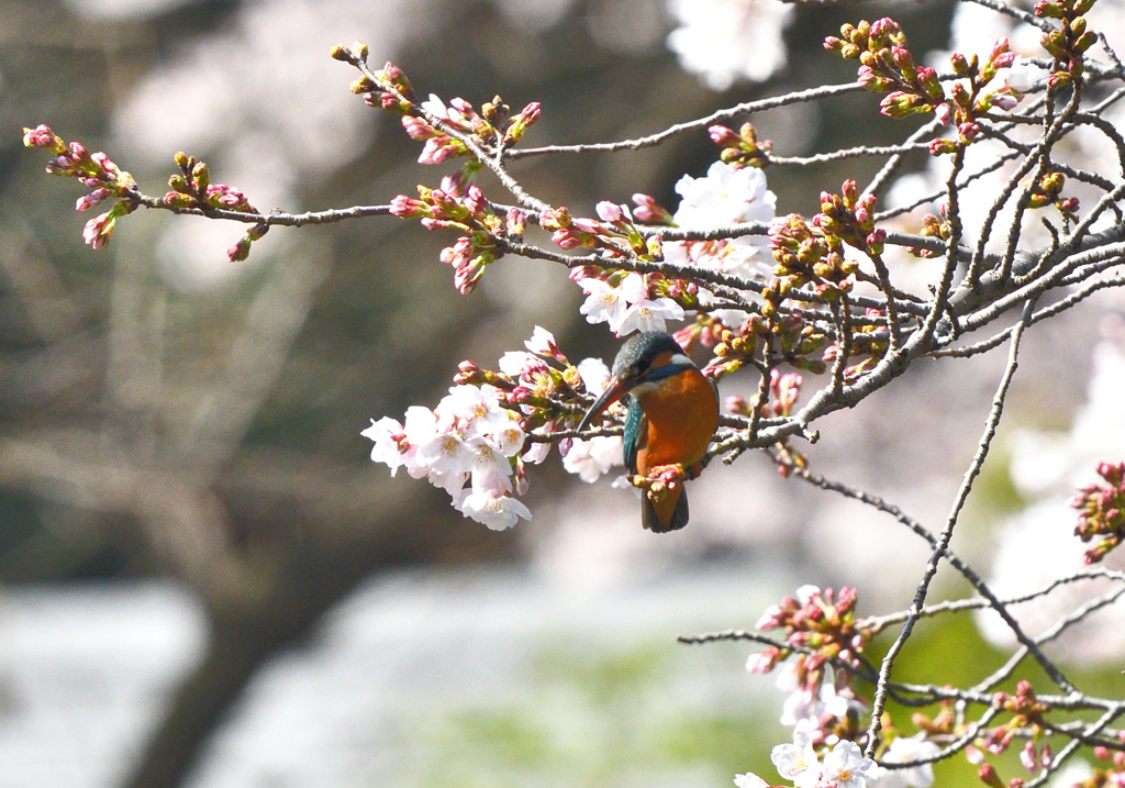 桜カワセミ