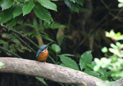 ゴハンはまだかな！