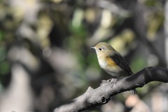 いつものルリ嬢
