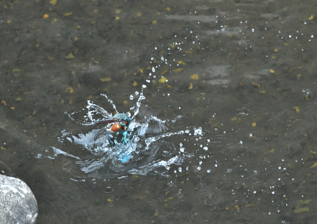巣の掃除の後は水浴び