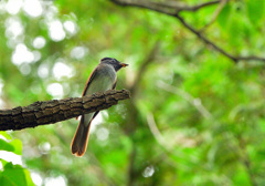 サンコウチョウ２