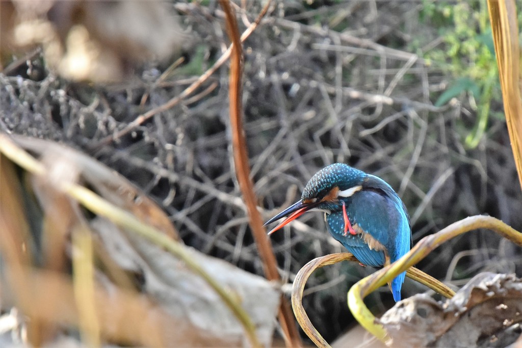 かゆいかゆいカワセミ
