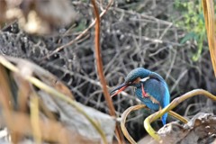 かゆいかゆいカワセミ