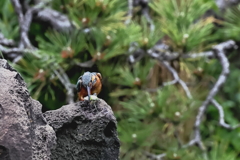 頂きます