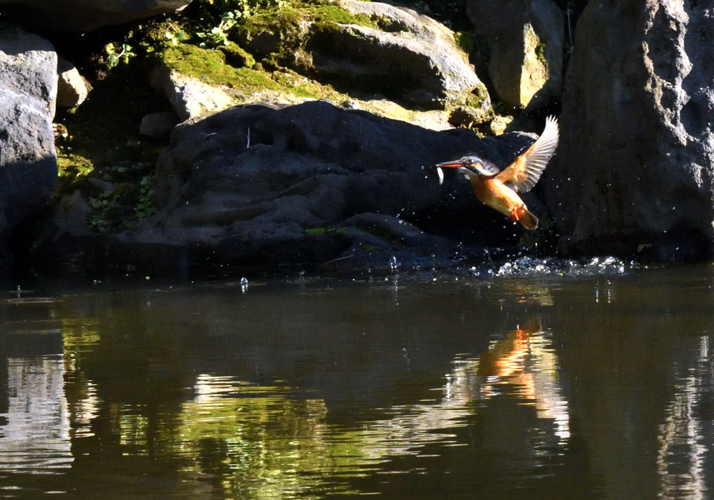 カワセミの初撮り3