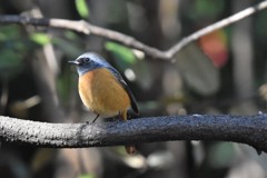 久しぶりのジョビ君