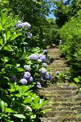 南房総のあじさい寺