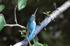 巣はどこにしよう？