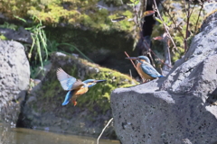 給餌したかった