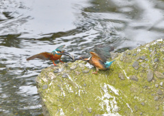 幼鳥に給餌 幼鳥に給餌