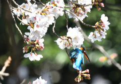 桜カワセミ