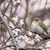 シダレサクラとニシオジロビタキ