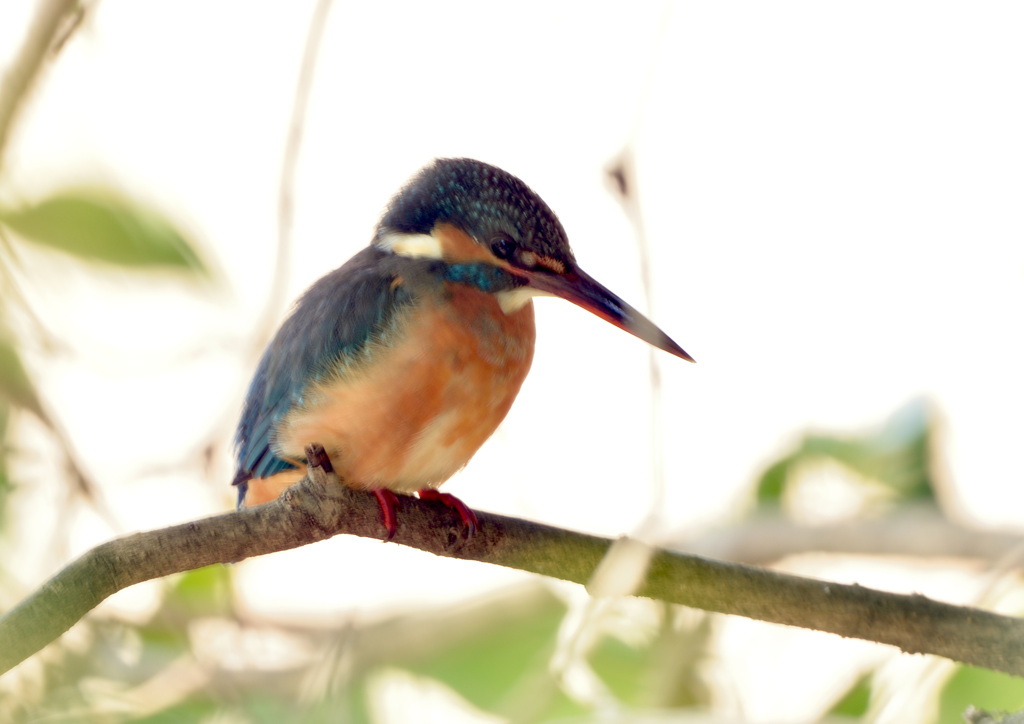 今日もかくれんぼ