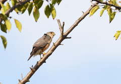 巣の近くにいた若鳥