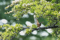 花から飛び出し