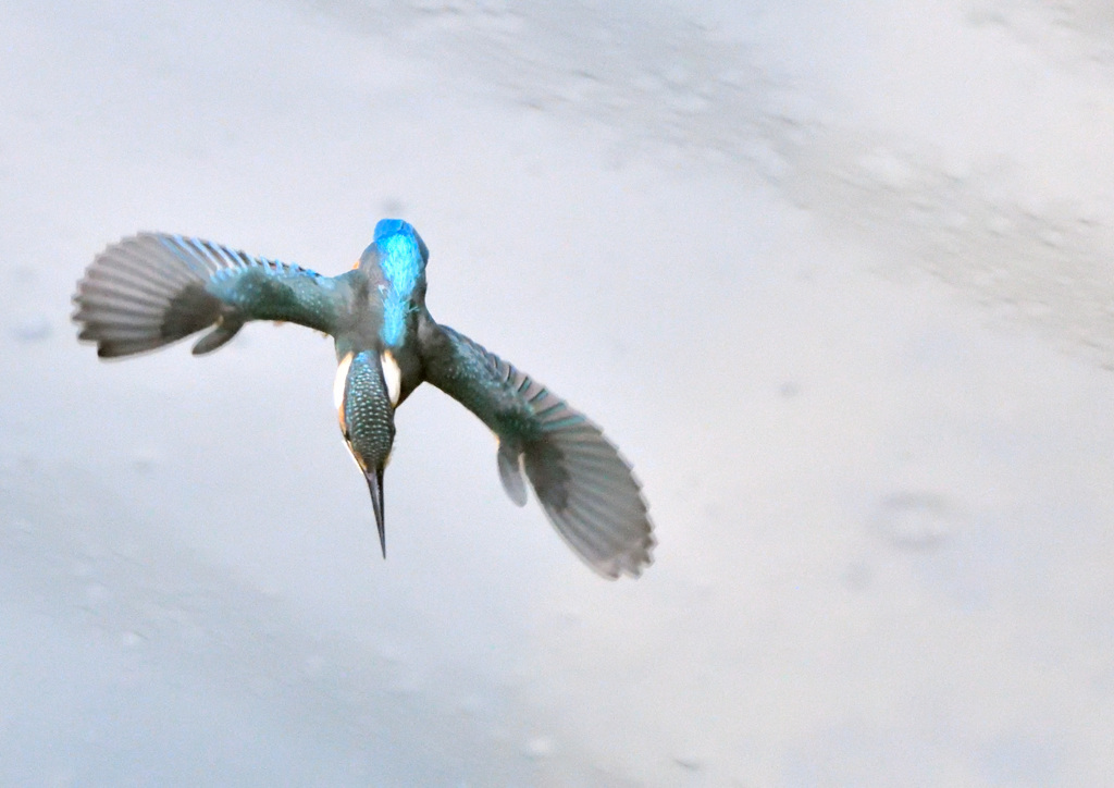 2匹目のドジョウは？