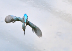 2匹目のドジョウは？