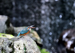 いただきます いただきます