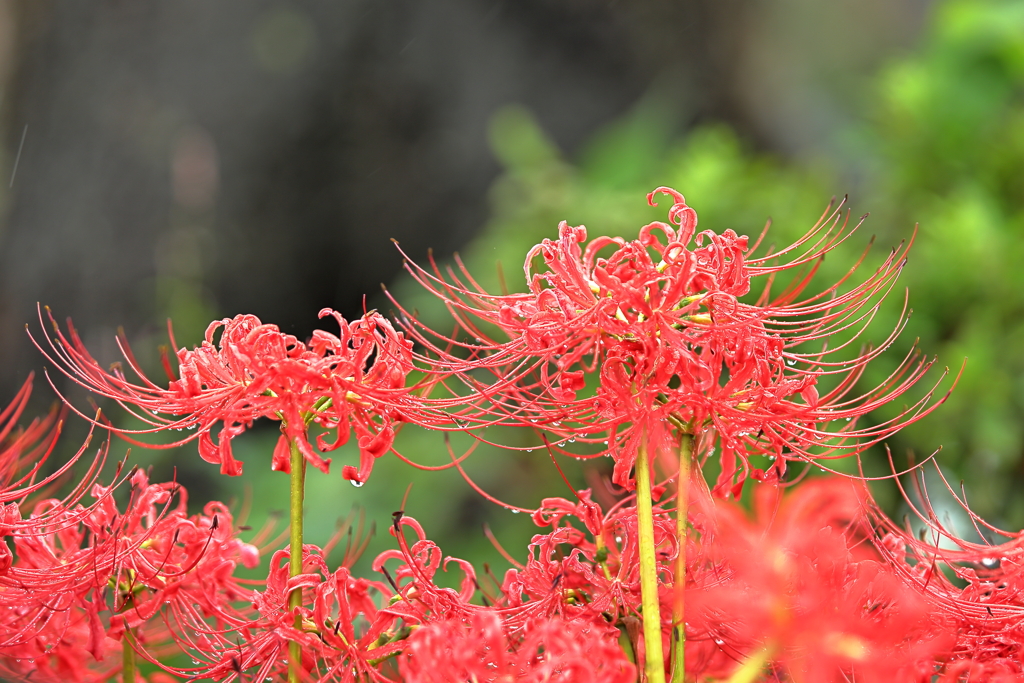 曼殊沙華2