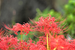 曼殊沙華2