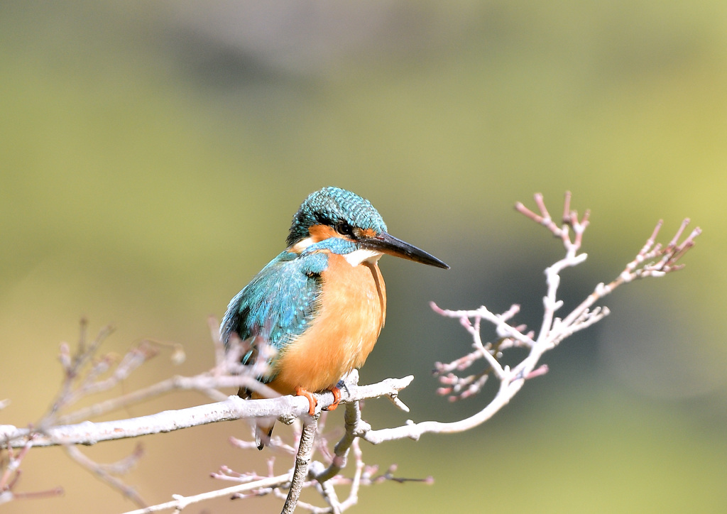 モデル気分のカワセミ