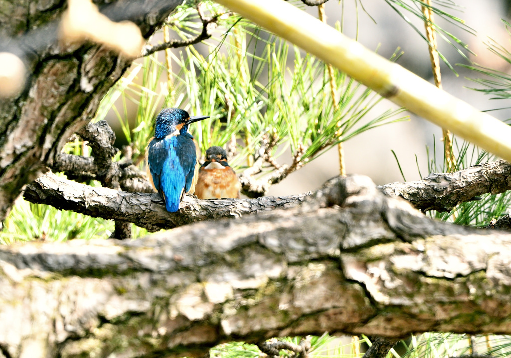 カワセミカップル