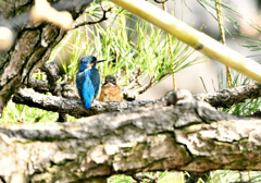 カワセミカップル