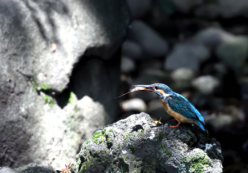 涼しい所でいただきまーす！